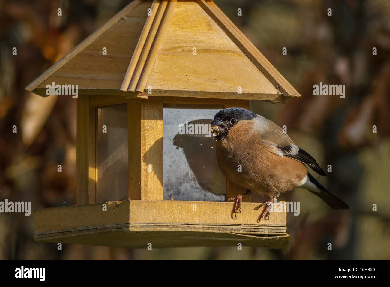 - Pyrrhula pyrrhula Bouvreuil commun Banque D'Images