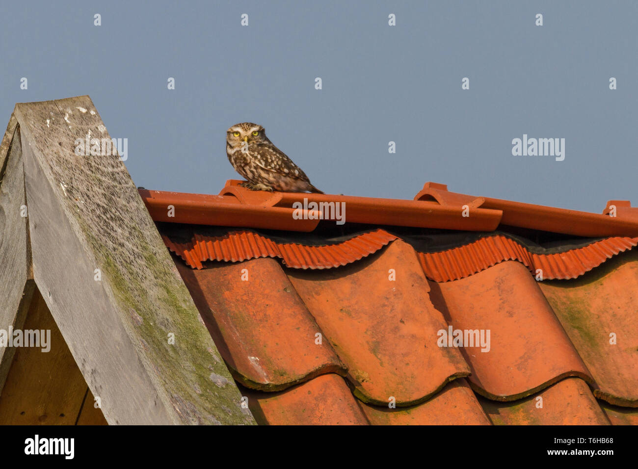 La chouette de Minerve - Athene noctua Banque D'Images