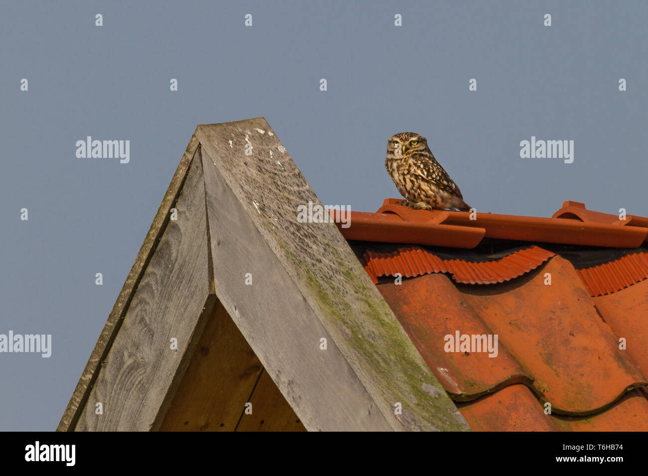 Chouette chevêche - Athene noctua Banque D'Images