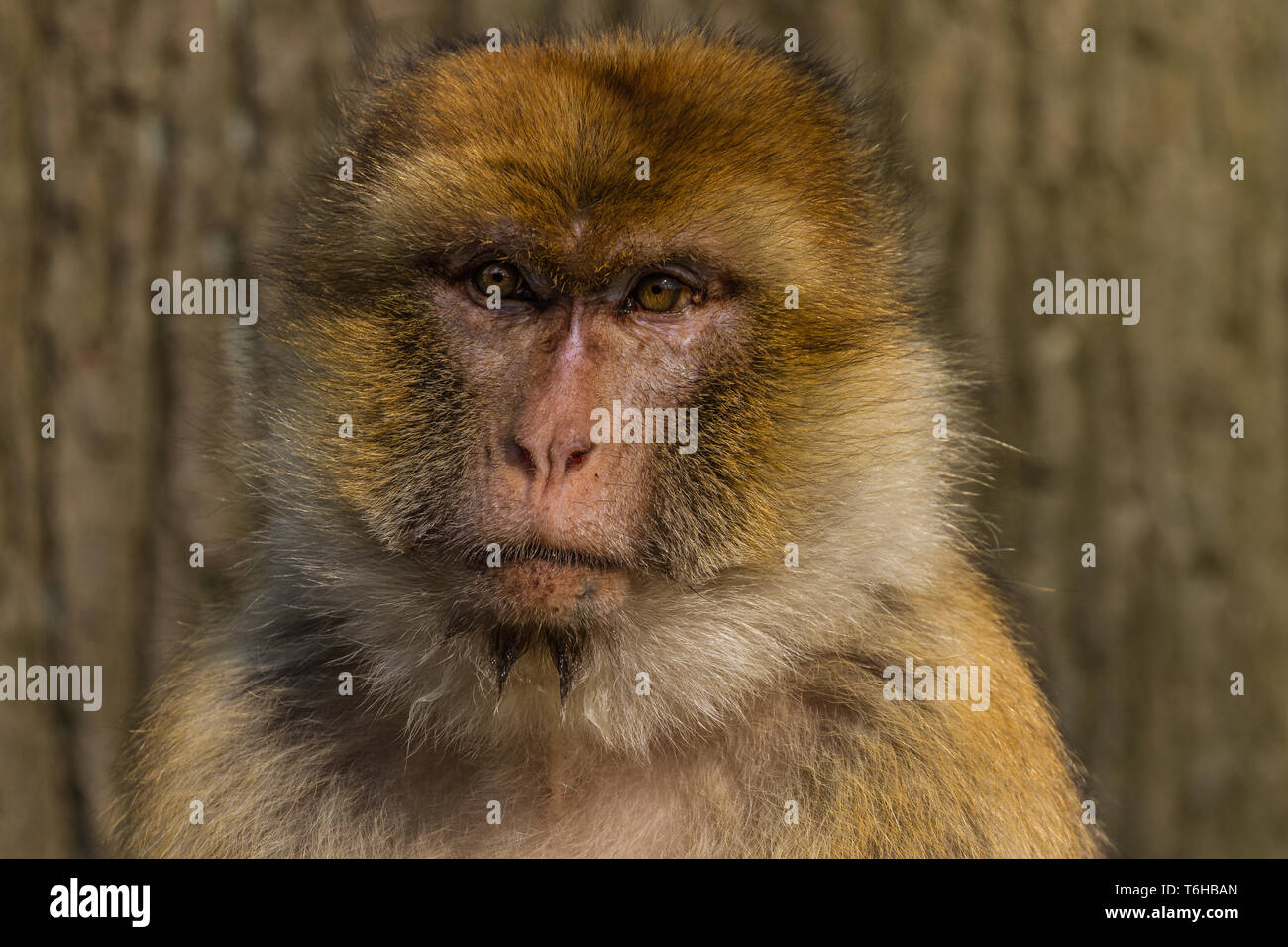 Barbary macaque, Macaca sylvanus Banque D'Images