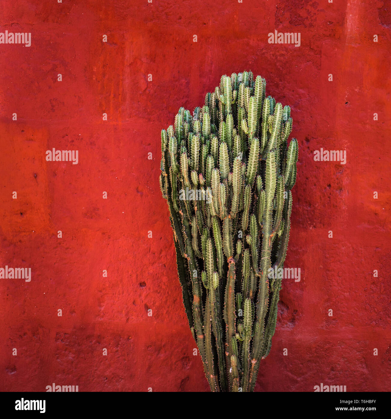 Cactus vert sur rouge textured wall Banque D'Images