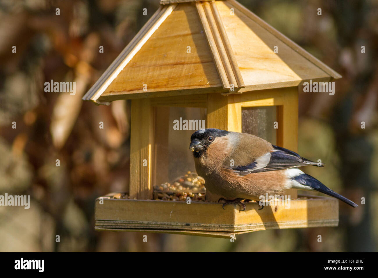 - Pyrrhula pyrrhula Bouvreuil commun Banque D'Images
