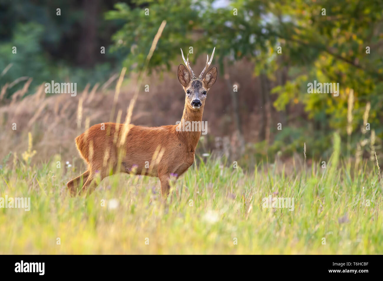 Chevreuil buck en été sur une prairie avec des herbes hautes Banque D'Images