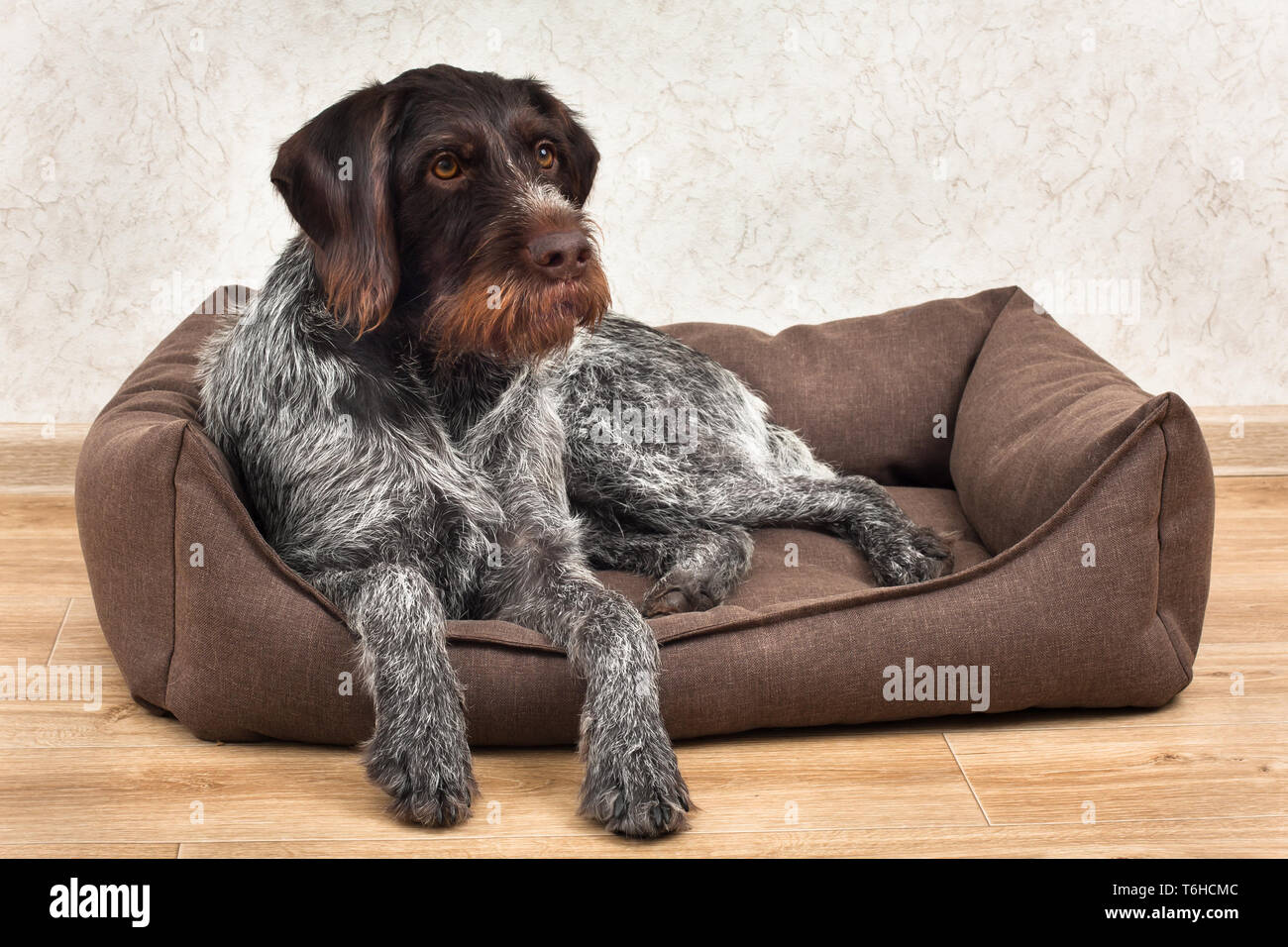 Braque allemand couché dans un lit de chien sur le plancher Banque D'Images