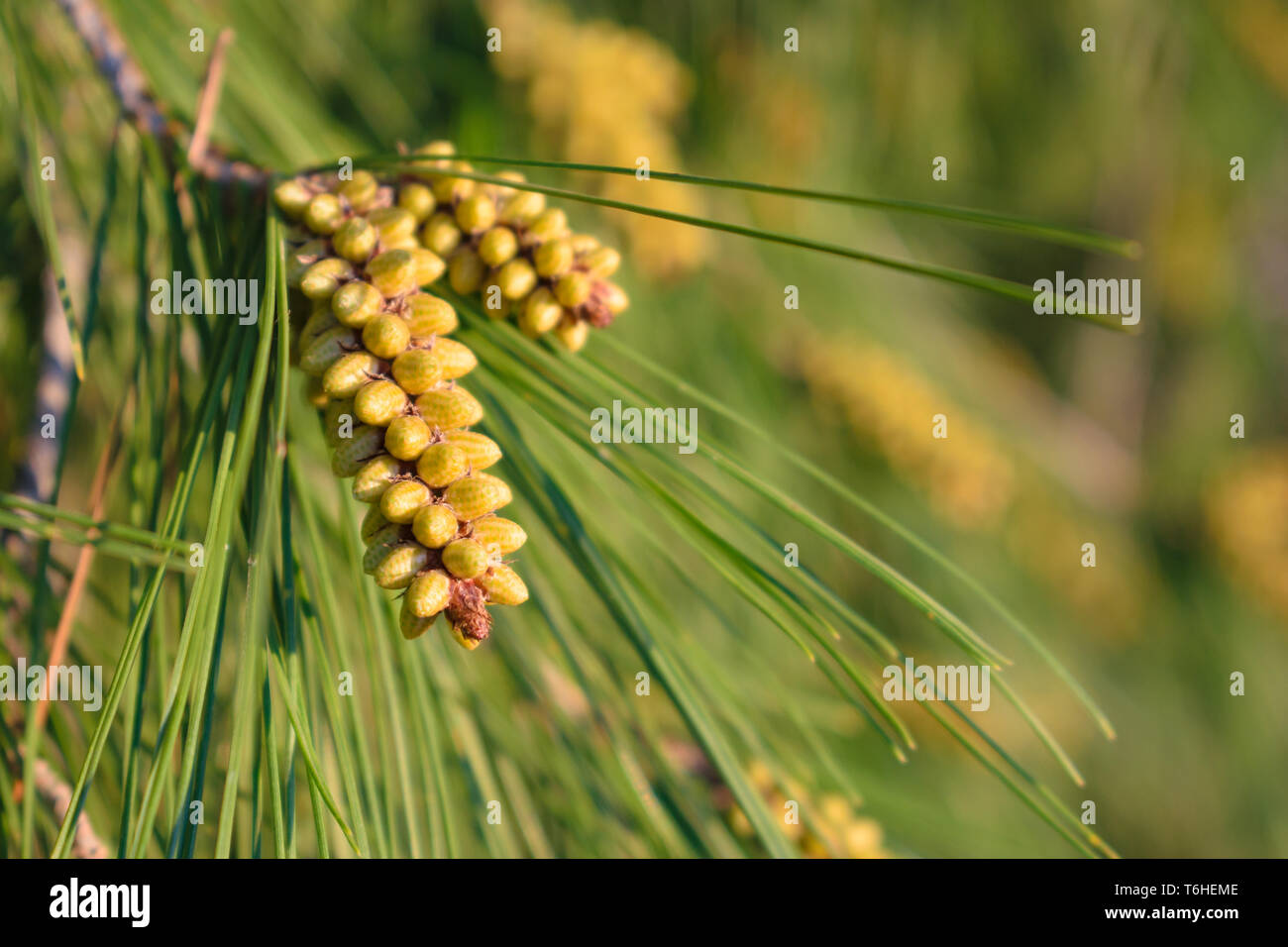 Pinus halepensis (pin commun) les cônes mâles fermer jusqu'au printemps prêt à envoyer le pollen Banque D'Images