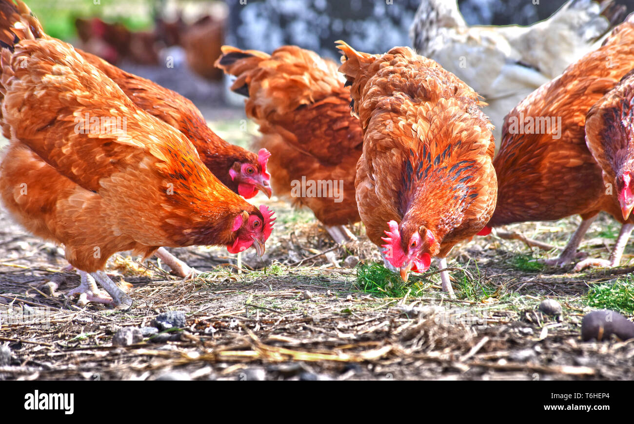 Poulets sur gamme traditionnelle de ferme avicole. Banque D'Images