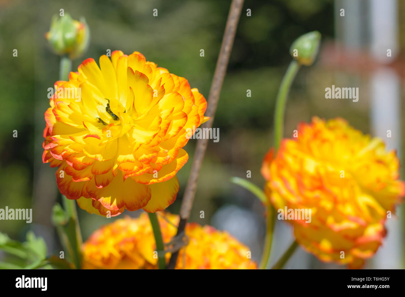 Ranunculus asiaticus renoncule jaune rouge (Perse) Banque D'Images