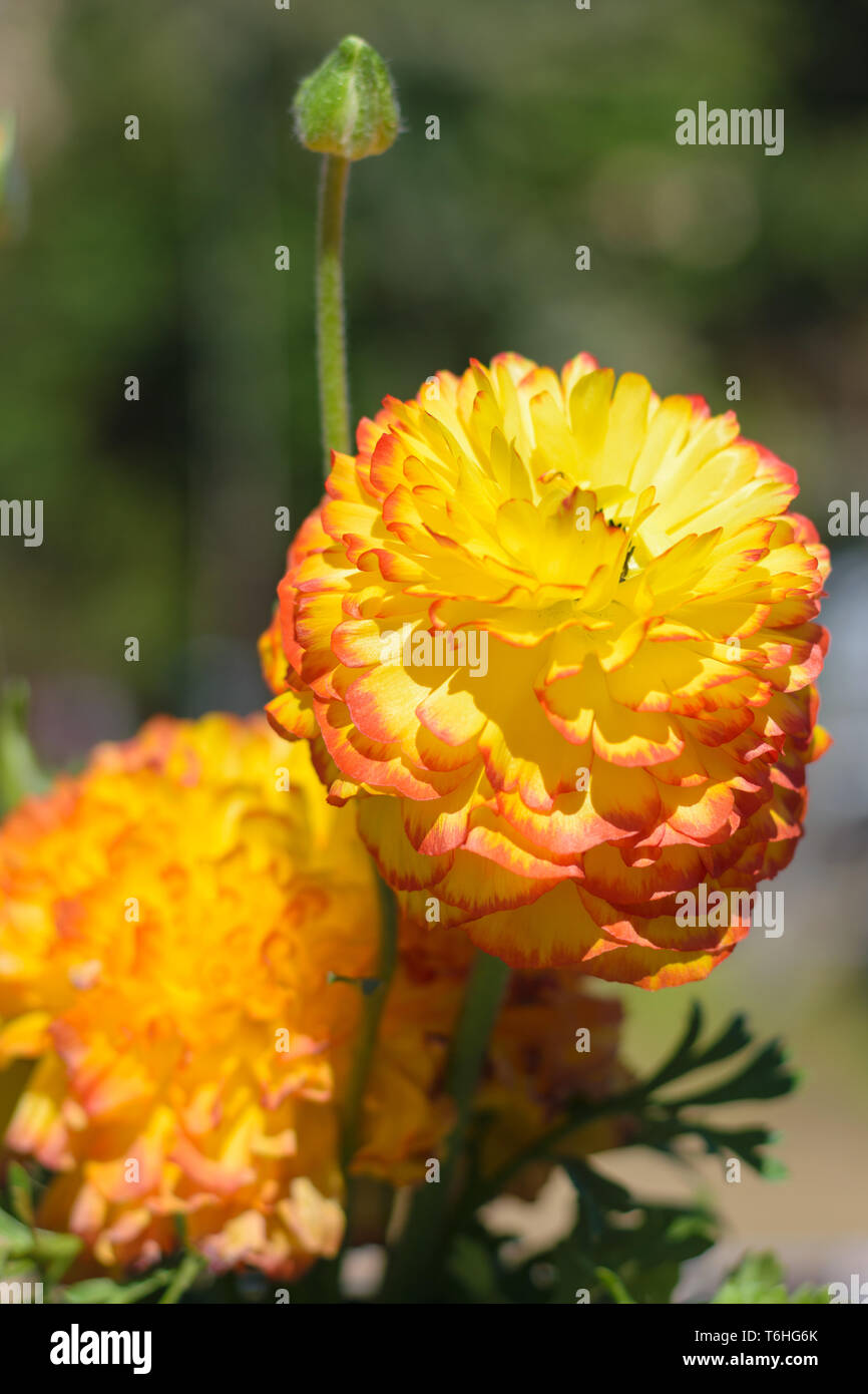 Ranunculus asiaticus renoncule jaune rouge (Perse Photo Stock - Alamy