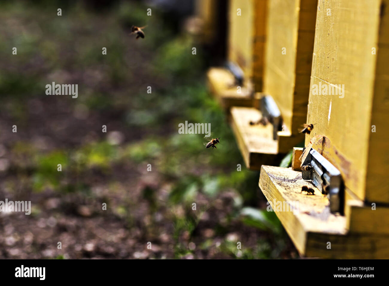 Ferme d'abeilles à la campagne près de Belgrade. Serbie Banque D'Images