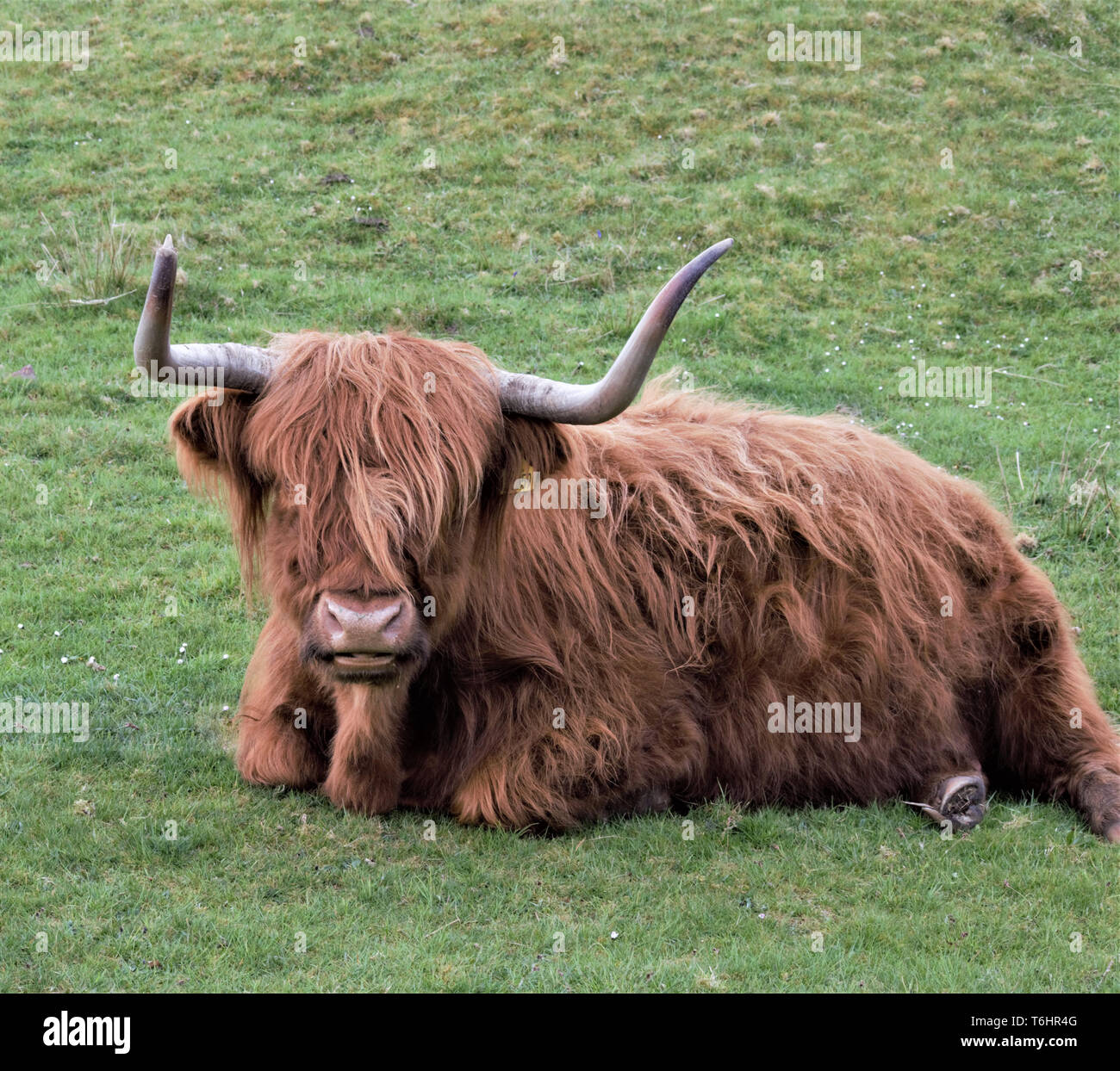 Un spectacle royal de vache highland Banque de photographies et d ...