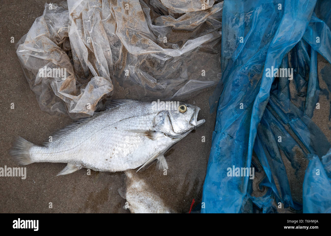 La mort de poissons et de déchets plastiques sur la plage de la pollution de l'environnement sea scape avec éclairage. Banque D'Images