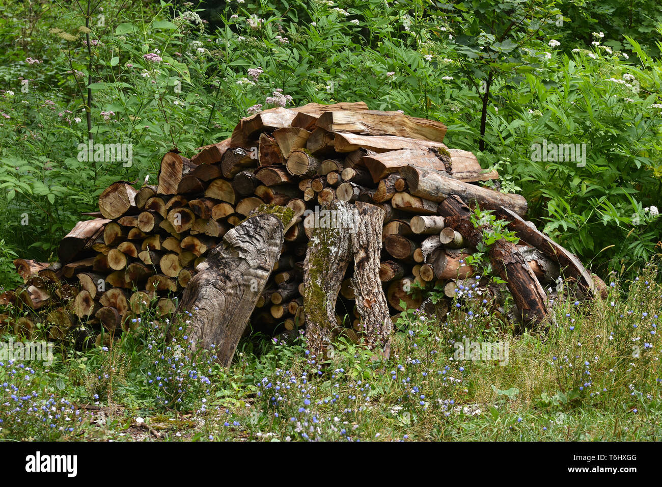 Un tas de bois dans la forêt Banque D'Images