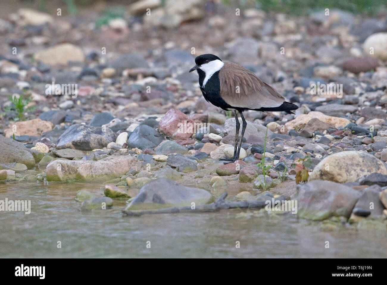 Spur-winged le vanneau sociable (Vanellus spinosus) Banque D'Images