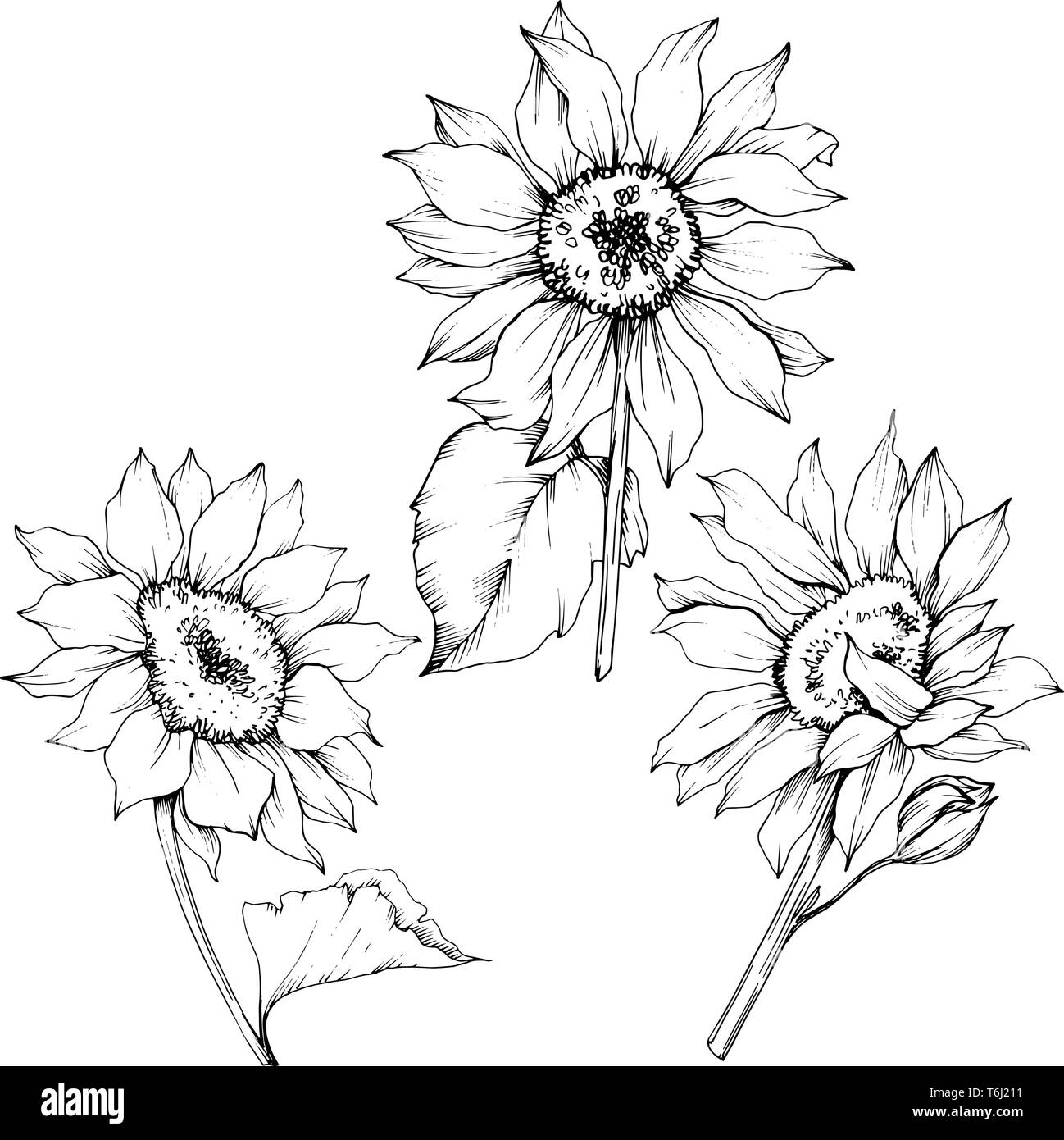 Vector floral fleurs de Tournesol botanique. Gravée en noir et blanc art encre tournesol isolés de l'élément d'illustration. Illustration de Vecteur