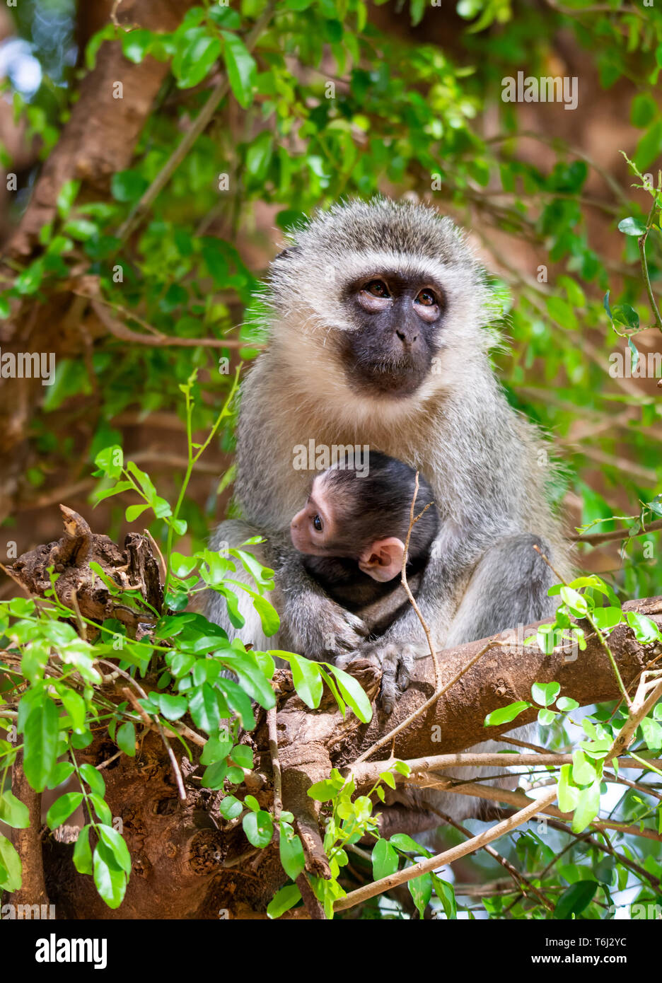 La mère et le bébé singe dans un arbre Banque D'Images