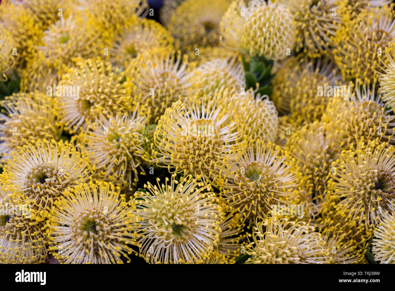 Fleur jaune d'condifolium épingles ou Sculpture. Banque D'Images