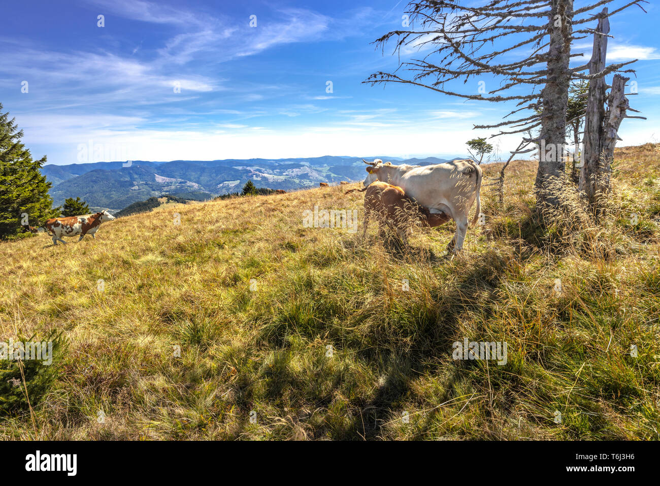 Enclos de vache et panorama sur la colline du mont Belchen, réserve naturelle de la Haute Forêt Noire, Allemagne Banque D'Images