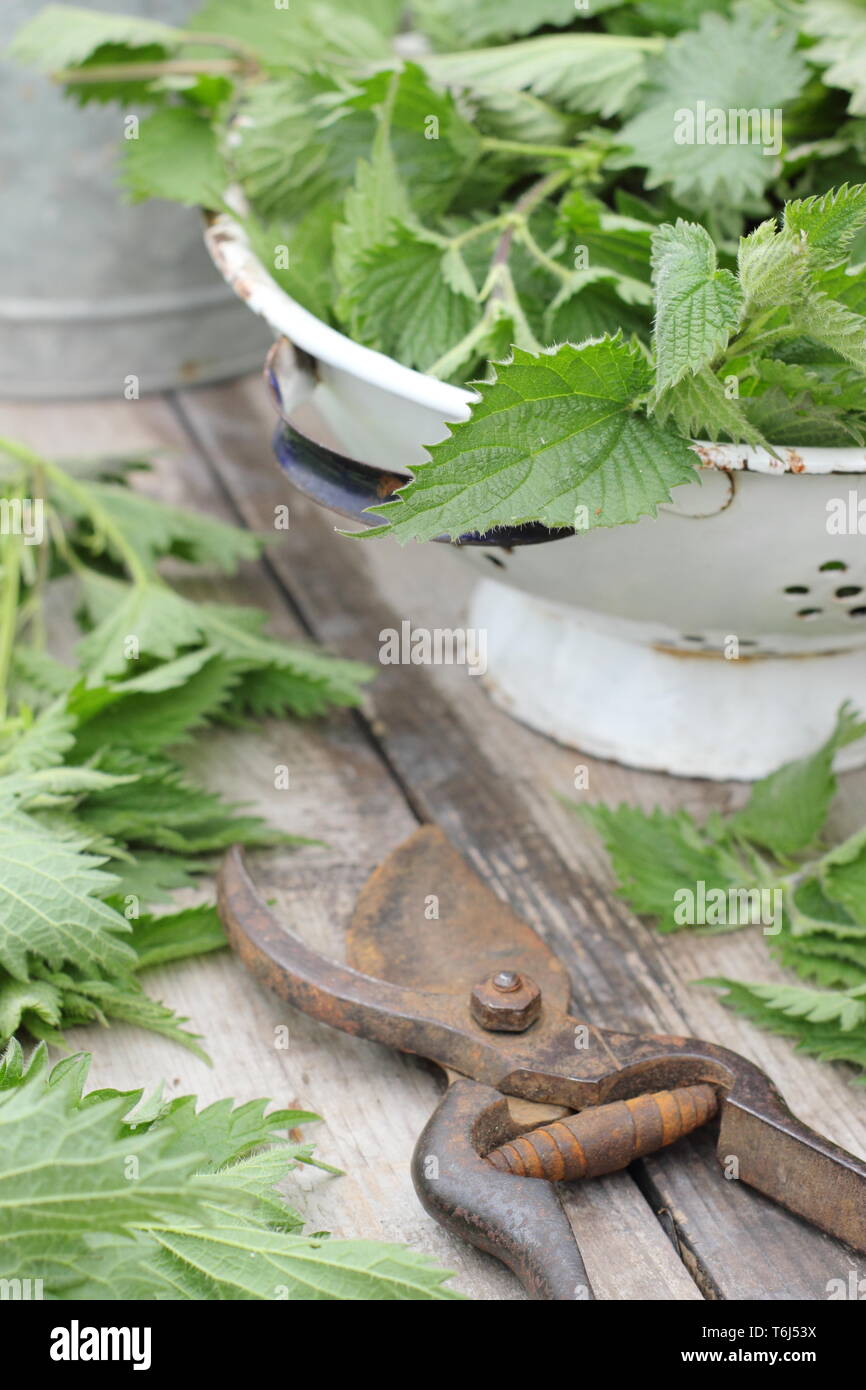 Urtica dioica. Orties fraîchement cueillies dans une passoire pour faire des engrais liquide Banque D'Images