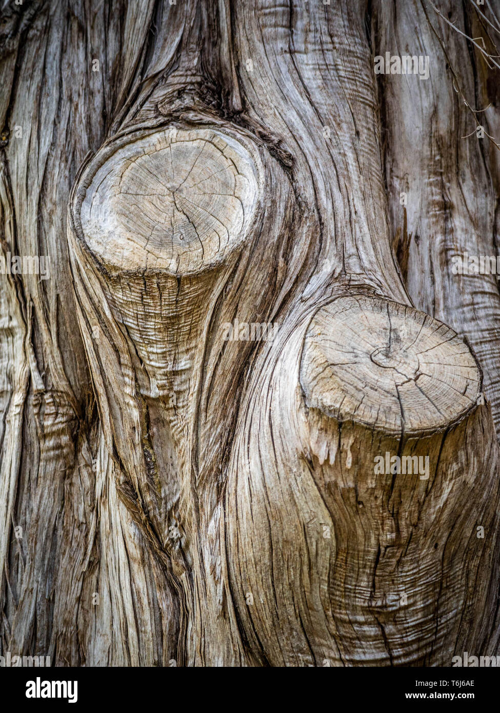 Un vieil arbre dans le lac Texoma, Texas Banque D'Images