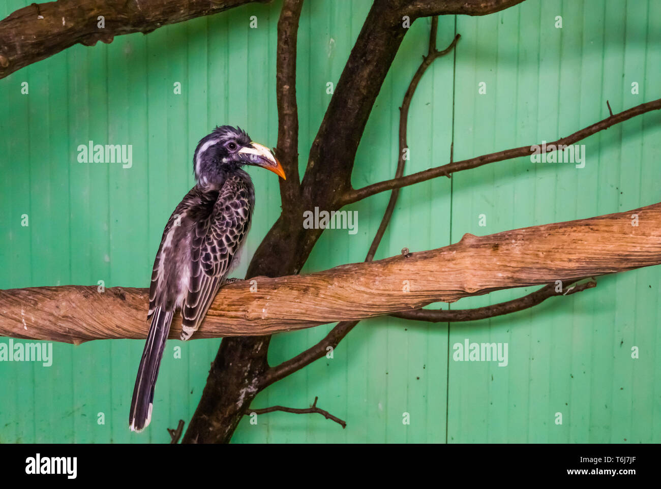 Portrait d'une femelle calao gris africain assis sur une branche d'arbre, oiseaux tropicaux d'afrique Banque D'Images