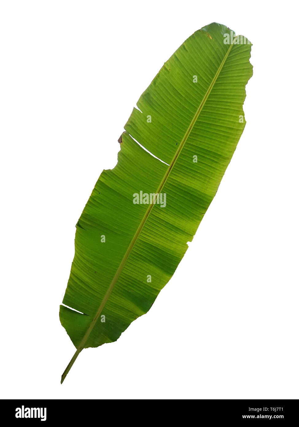 La feuille de banane verte avec fond blanc isolé.feuillage isolé naturel Banque D'Images