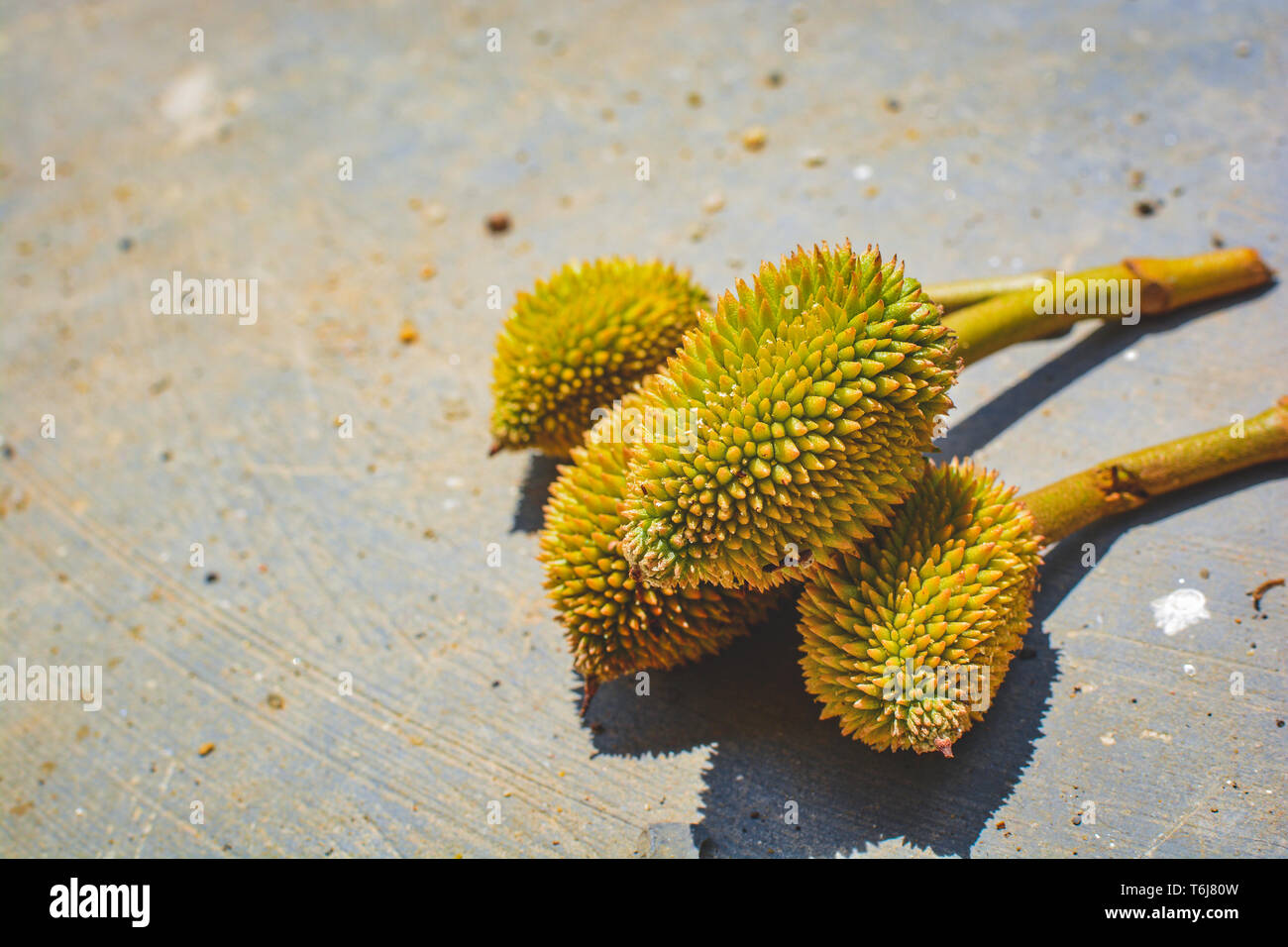 Mini frais Durian sur terrain.roi des fruits tropicaux.summerThailand friuts Banque D'Images