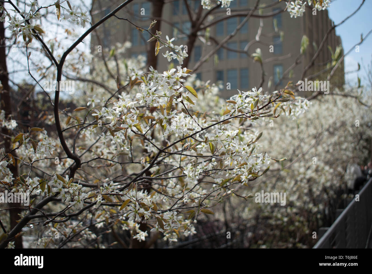 Highline, Central Park ou à l'Ouest 48e Rue. Ils ont tous leurs beaux regards et n'ont pas de prix. Visiter ces endroits pour vous surprendre ! ! ! ! ! ! ! ! Banque D'Images