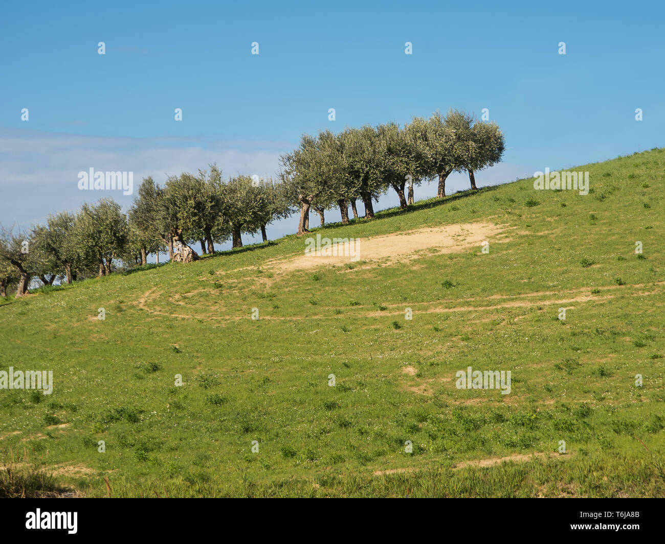 Oliviers dans les collines des Abruzzes (Italie) Banque D'Images
