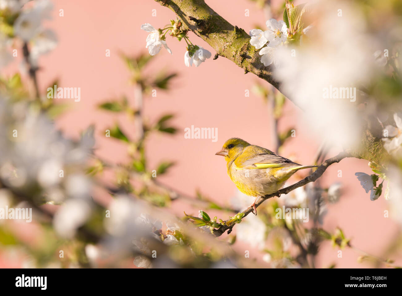 Photo horizontale unique de verdier de nice. Oiseau est perché sur une branche du cerisier avec de nombreuses fleurs de printemps. Oiseau a les plumes colorées avec des y Banque D'Images