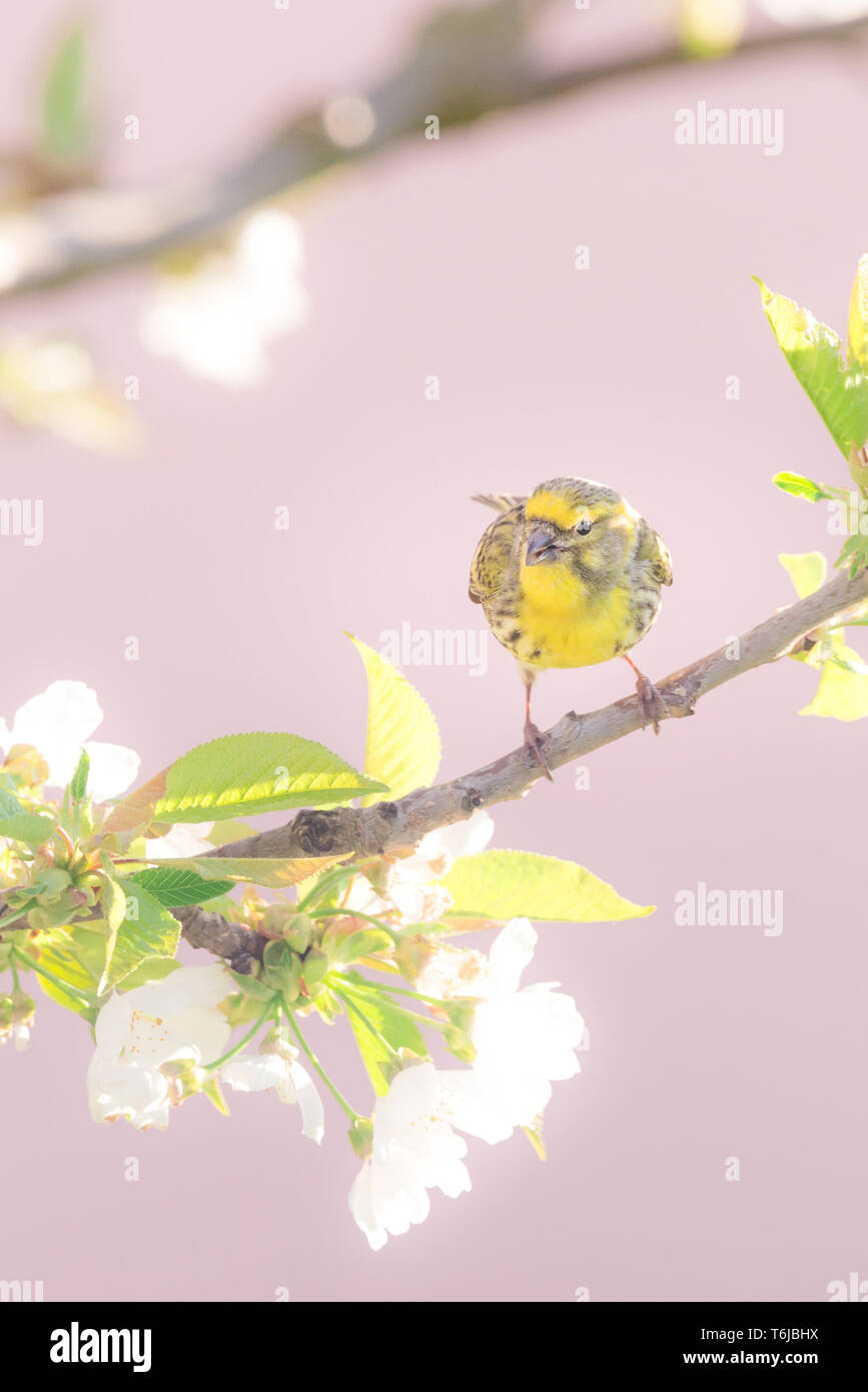 Photo verticale de nice unique bunting. Oiseau est perché sur une branche du cerisier avec de nombreuses fleurs de printemps. Oiseau a les plumes de couleur jaune vif avec Banque D'Images