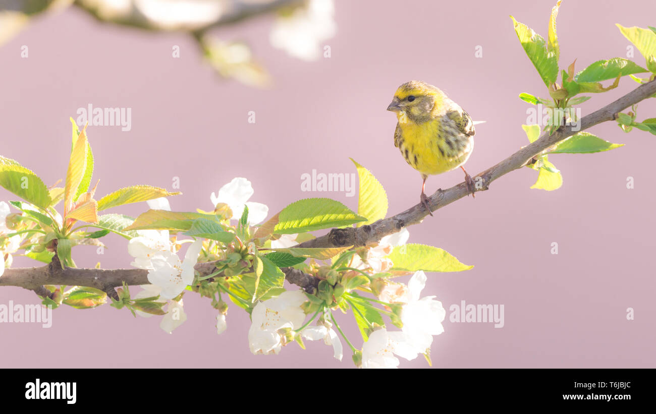 Photo horizontale de nice unique bunting. Oiseau est perché sur une branche du cerisier avec de nombreuses fleurs de printemps. Oiseau a les plumes colorées avec des cris Banque D'Images