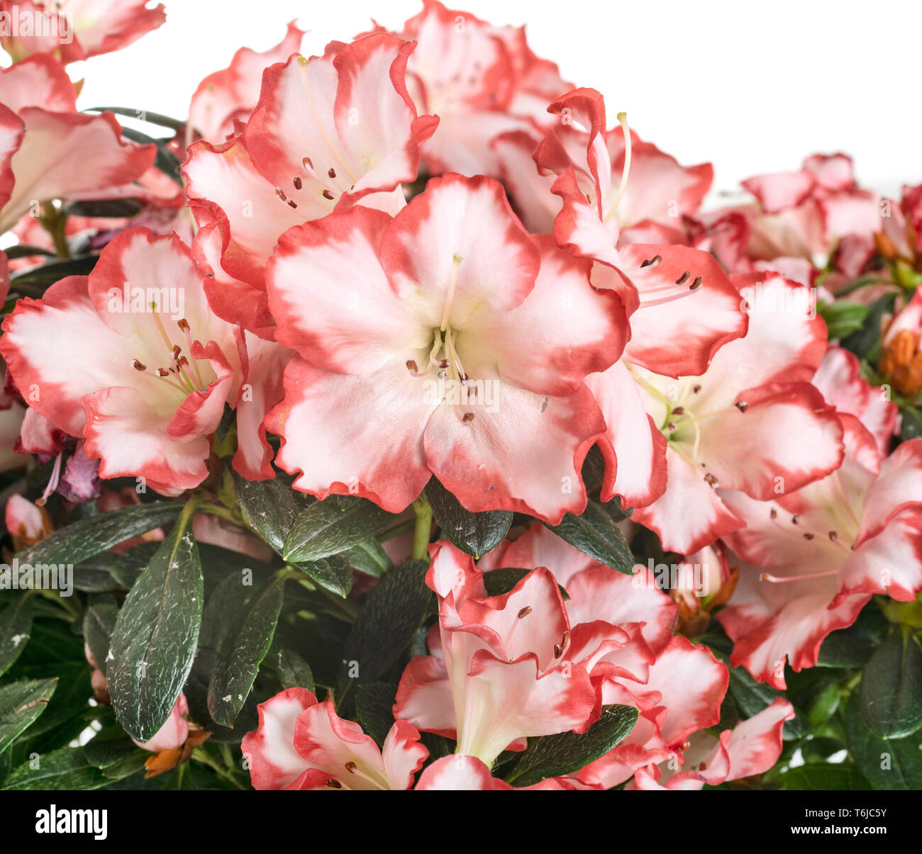 Rhododendron rose in front of white background Banque D'Images