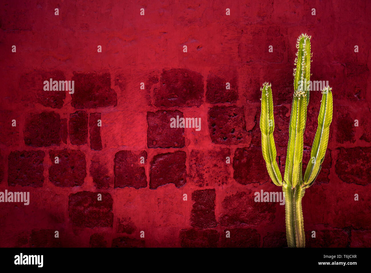 Cactus vert sur rouge textured wall Banque D'Images
