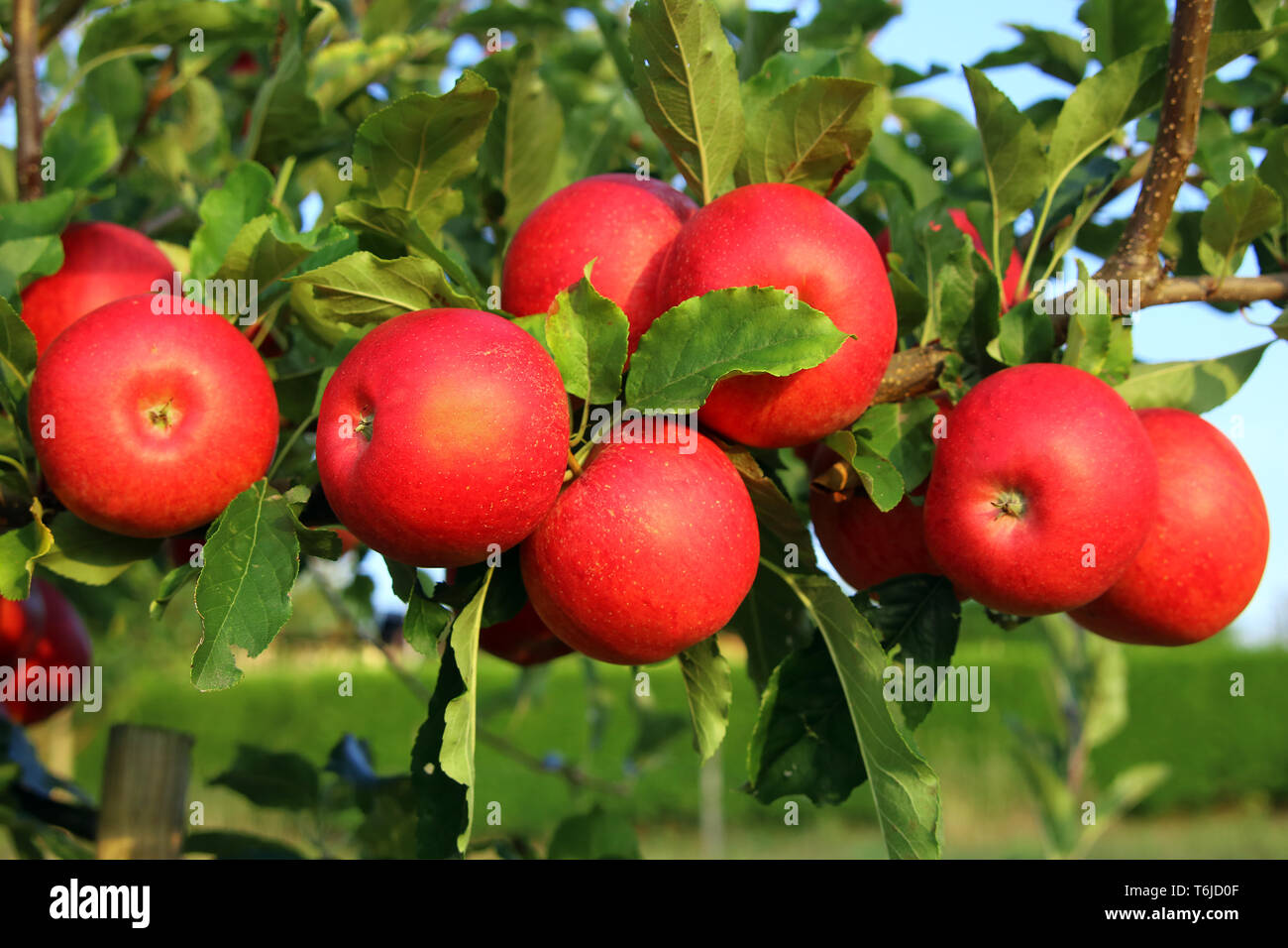 récolte de pommes Banque D'Images