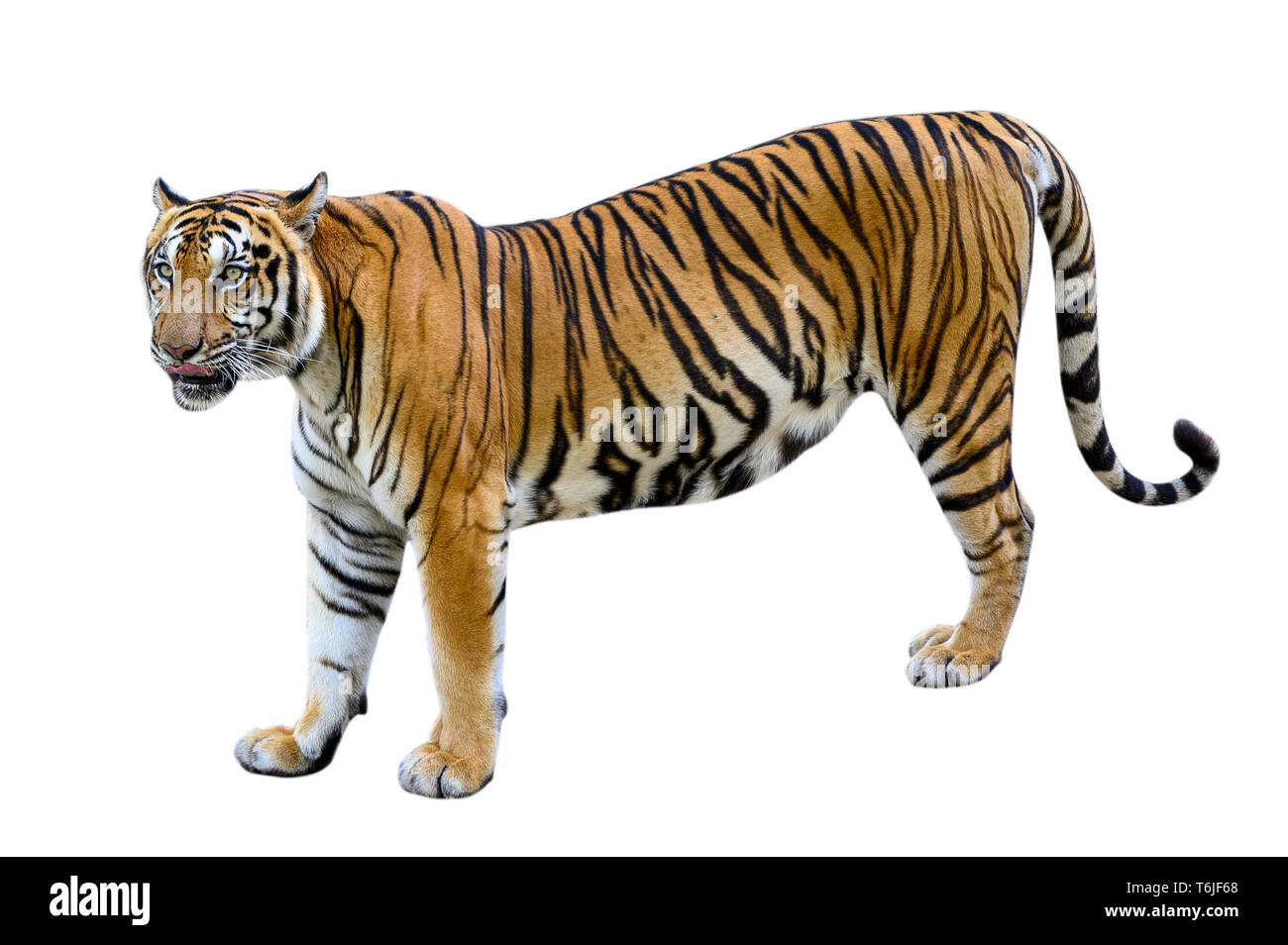 Fond blanc tigre isoler un corps entier Banque D'Images