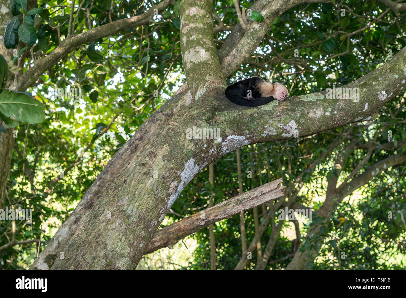 Singe à face blanche à essayer de dormir dans un arbre dans le Parc National Manuel Antonio, Costa Rica Banque D'Images