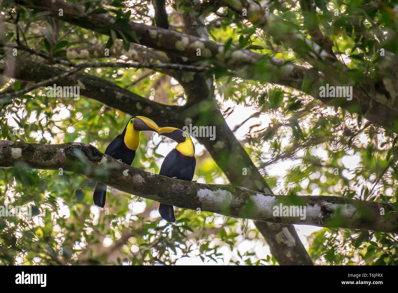 Une paire de chestnut-mandibled toucans dans un arbre dans le parc d'un resort à dominical, Costa Rica Banque D'Images