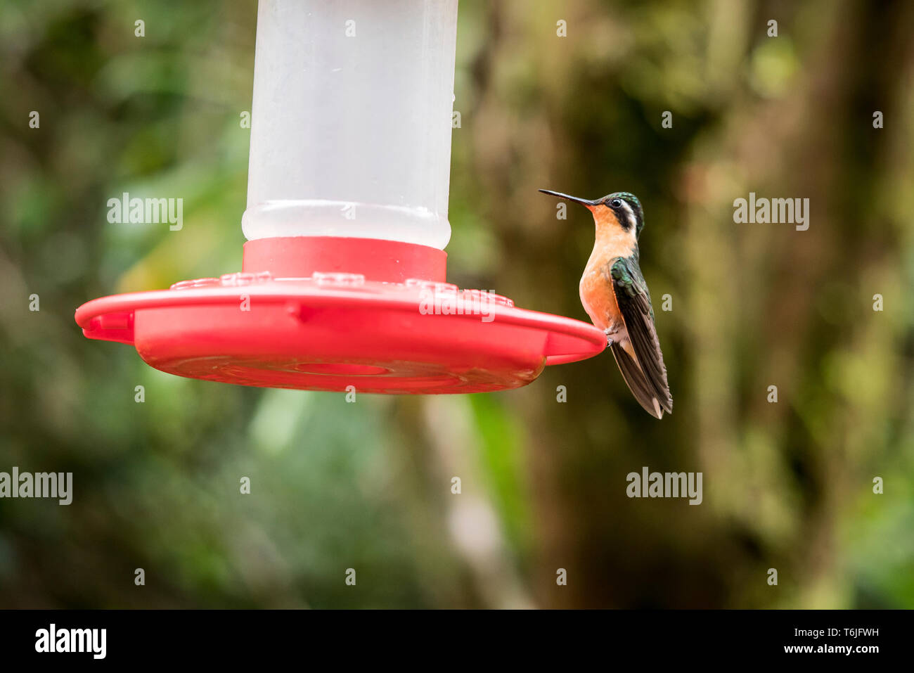 Grey-tailed hummingbird gem de montagne à une mangeoire à Monte Verde National Park, Costa Rica Banque D'Images