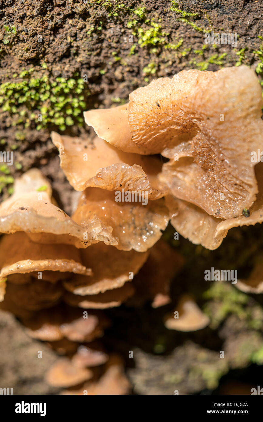Beau champignon poussant sur le terrain dans la forêt tropicale Banque D'Images
