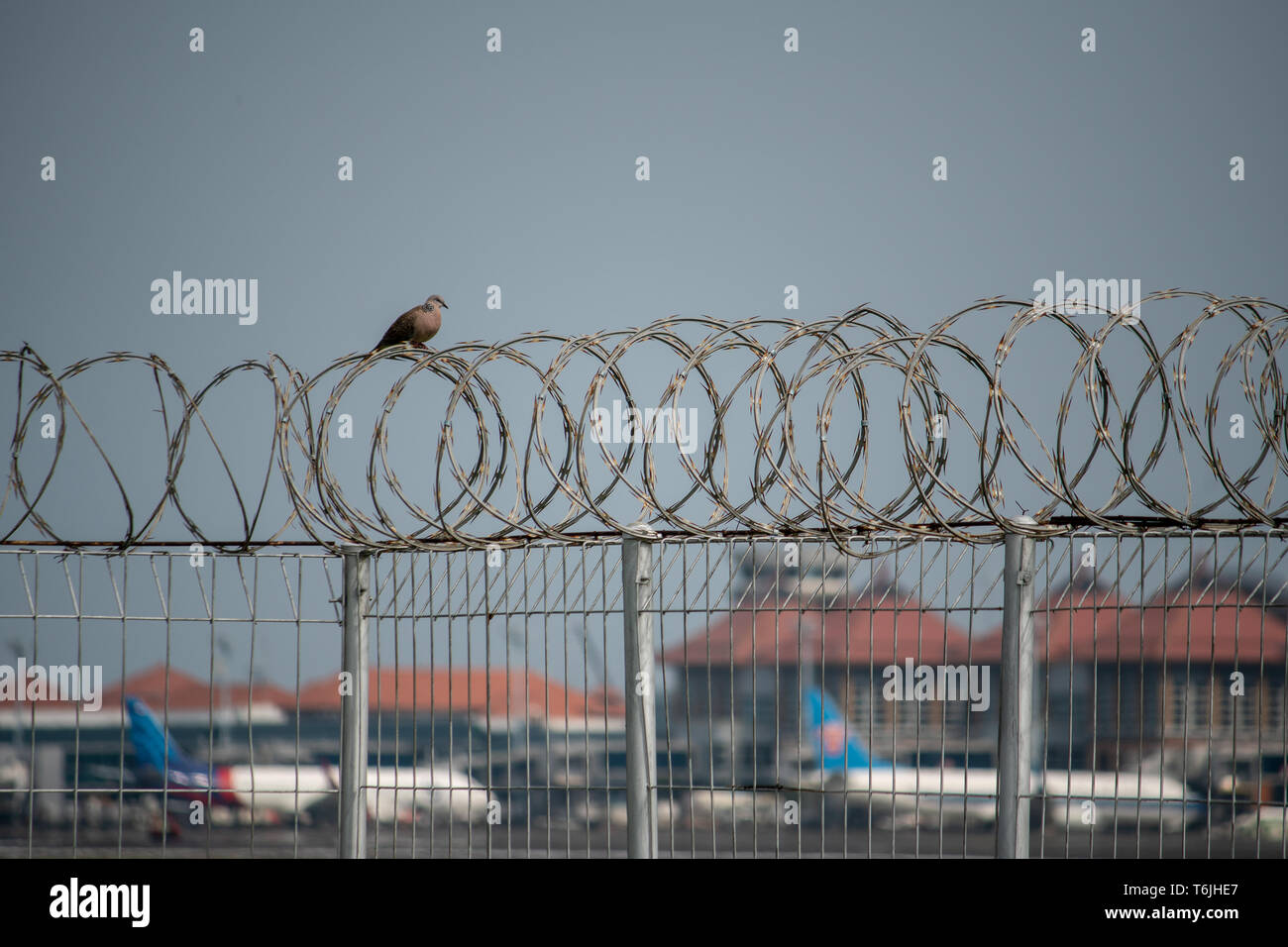 Une tourterelle oiseau perché sur un fil de fer barbelé et Rusty avec une vue d'arrière-plan de l'avion de l'Aéroport International de Bali, Ngurah Rai Banque D'Images