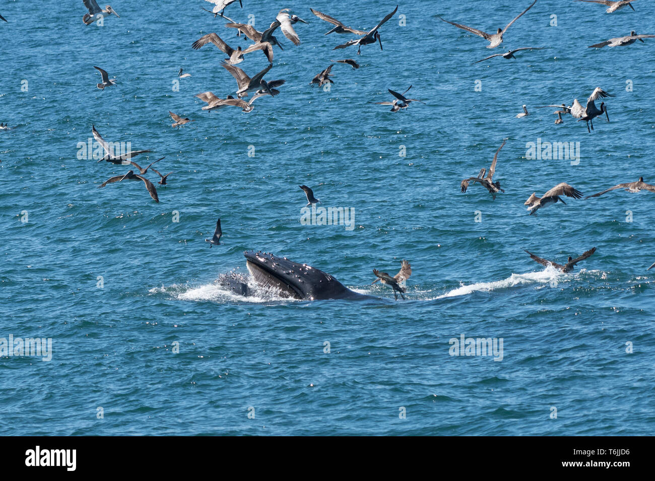 Baleine à bosse (Megaptera novaeangliae) l'alimentation avec une bouchée de poissons tandis qu'un troupeau de pélicans bruns passent au-dessus en Basse Californie, au Mexique. Banque D'Images