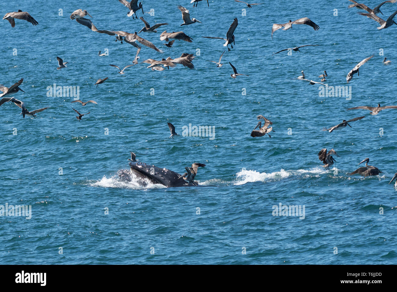 Baleine à bosse (Megaptera novaeangliae) l'alimentation avec une bouchée de poissons tandis qu'un troupeau de pélicans bruns passent au-dessus en Basse Californie, au Mexique. Banque D'Images