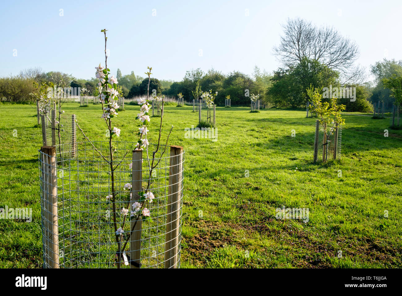 Un pommier pousse dans un champ avec de divers autres jeunes arbres récemment plantés, le tout entouré par des gardiens de l'arbre. Nottinghamshire, Angleterre, RU Banque D'Images