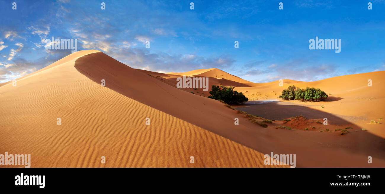 Sable parabolique Sahara dunes de l'Erg Chebbi, Maroc, Afrique Banque D'Images