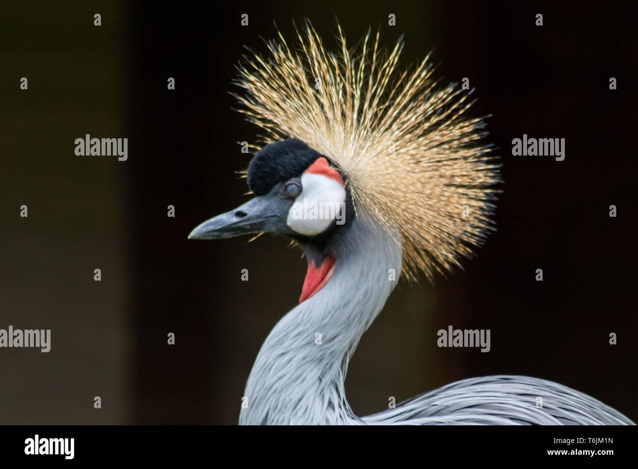 Portrait d'une grue africaine couronnée mâle avec de belles plumes et des couleurs magnifiques et un plumage doré sur sa tête avec une tête blanche et noire orange Banque D'Images Portrait d'une grue africaine couronnée mâle avec de belles plumes et des couleurs magnifiques et un plumage doré sur sa tête avec une tête blanche et noire orange Banque D'Images