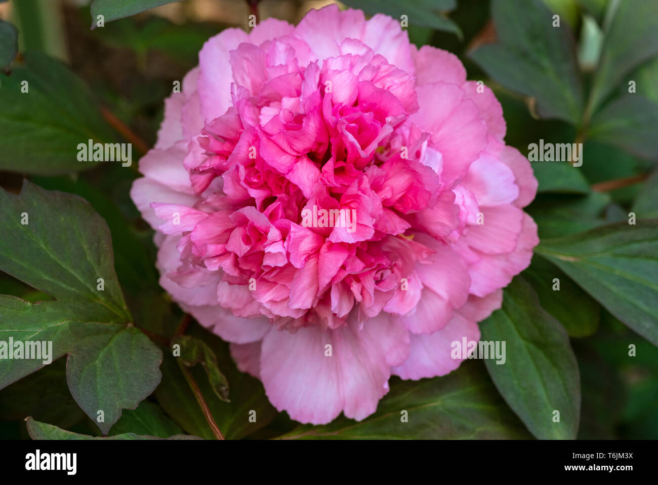 Paeonia suffruticosa, Yin Hong Qiao Dui, tree peony Yin Hong Qiao Dui, vivaces. Fleur Rose Banque D'Images