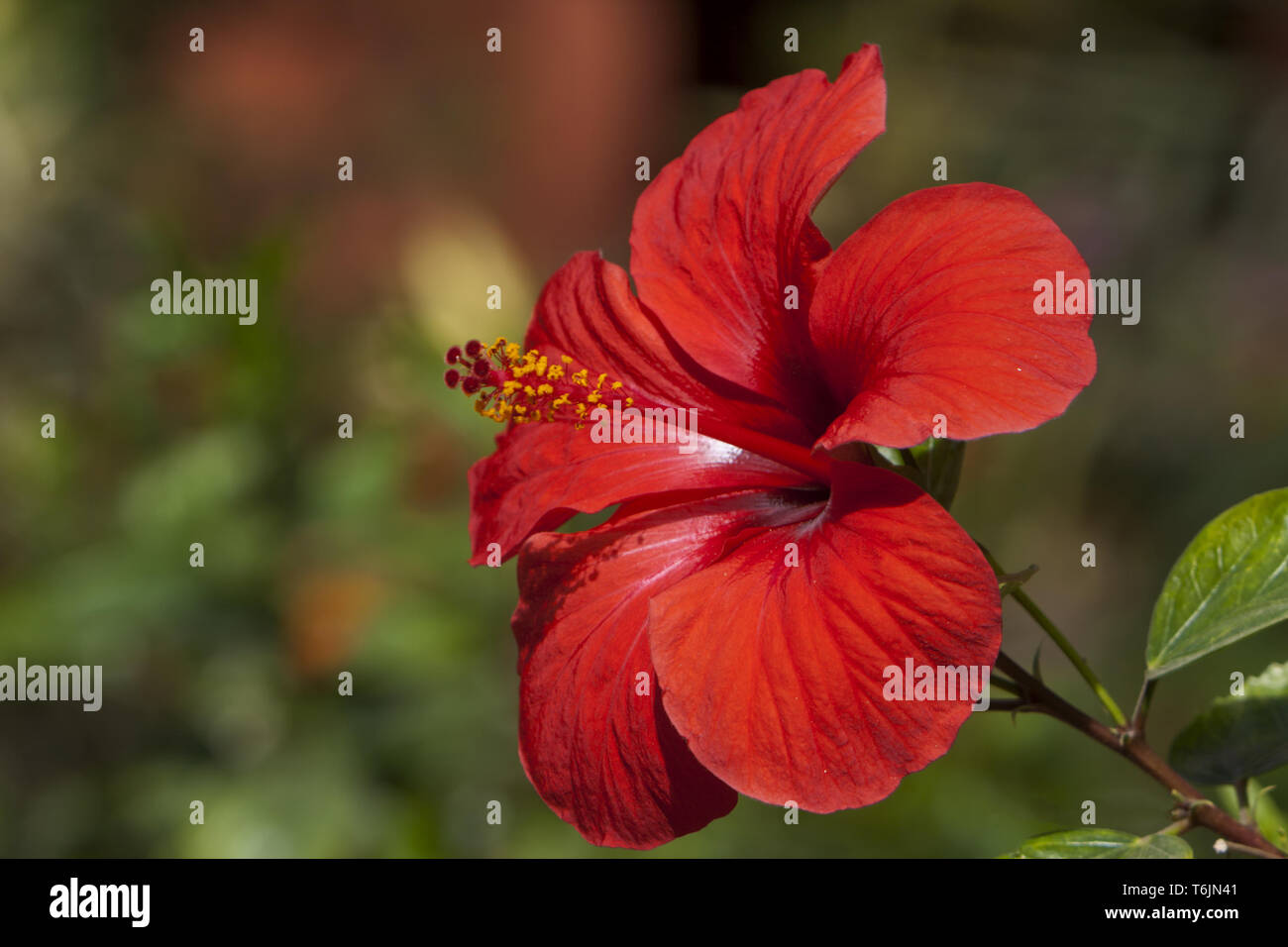 fleur d’Hibiscus Banque D'Images
