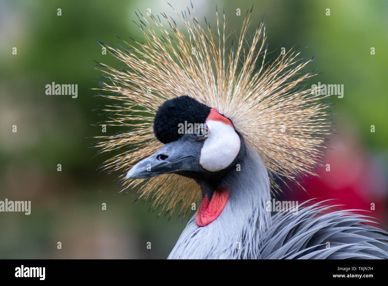 Portrait d'une grue africaine couronnée mâle avec de belles plumes et des couleurs magnifiques et un plumage doré sur sa tête avec une tête blanche et noire orange Banque D'Images Portrait d'une grue africaine couronnée mâle avec de belles plumes et des couleurs magnifiques et un plumage doré sur sa tête avec une tête blanche et noire orange Banque D'Images