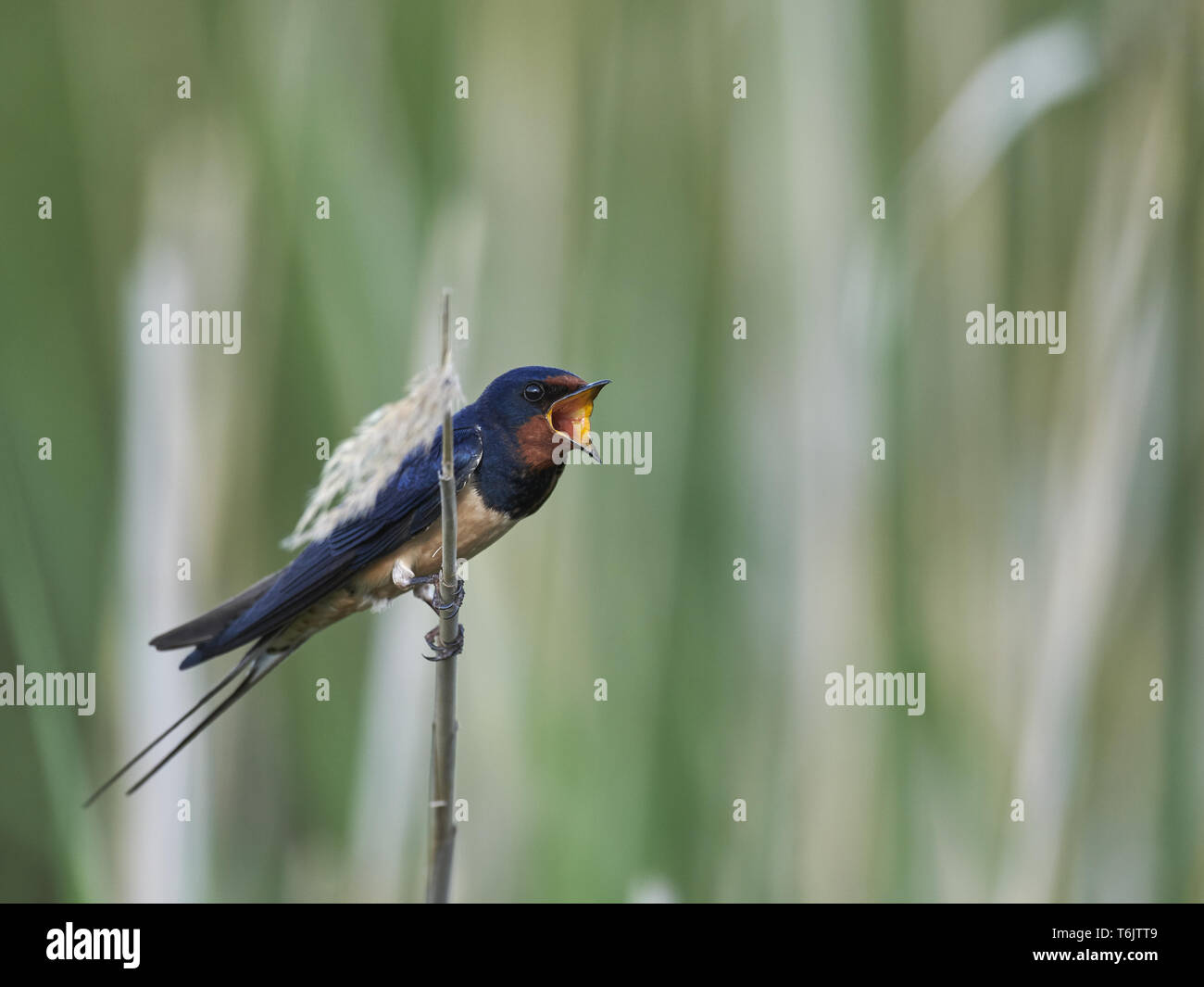 Hirondelle eurasien, Hirundo rustica Banque D'Images