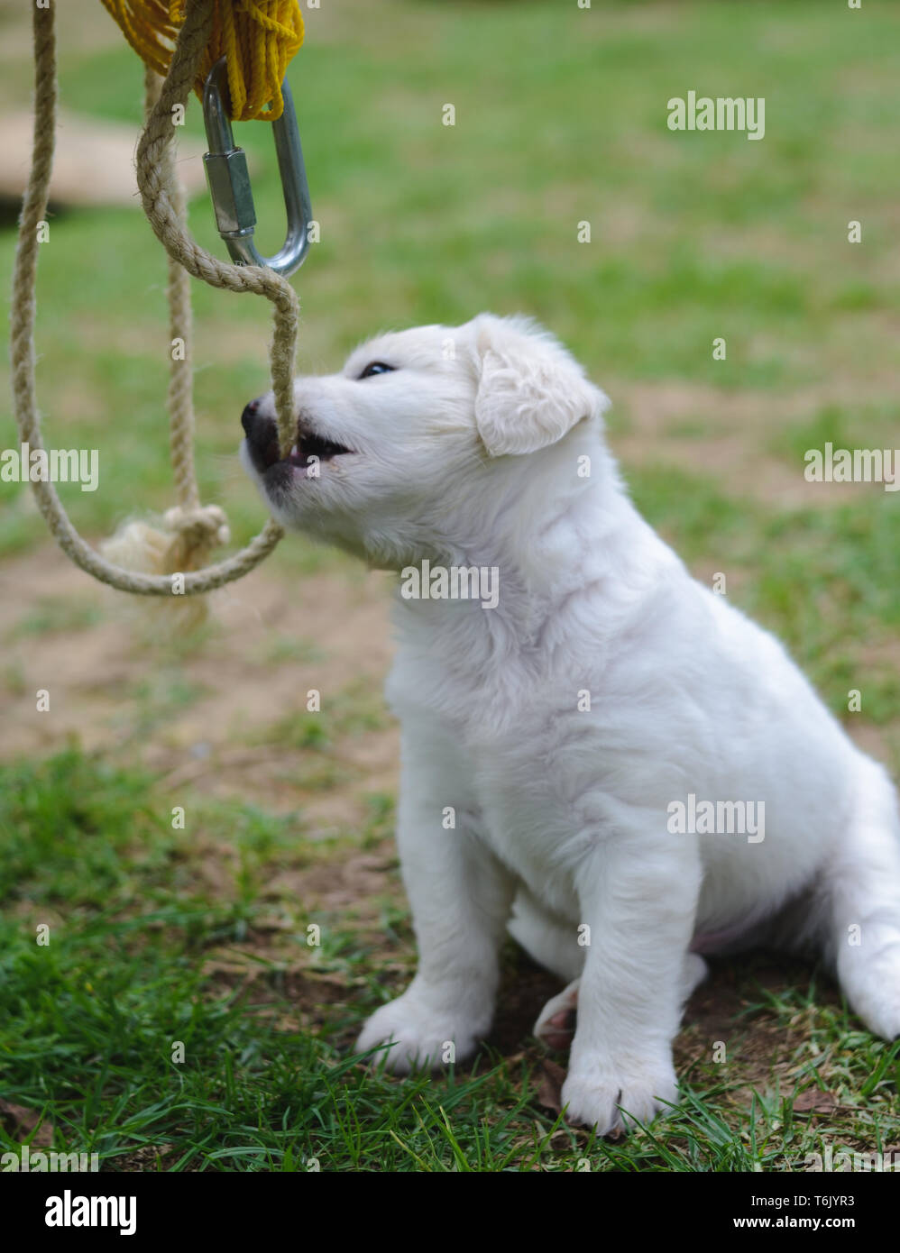 Jeune Chien Blanc Assis Dans Un Parc Chiot Blanc Poilu Photo Stock Alamy